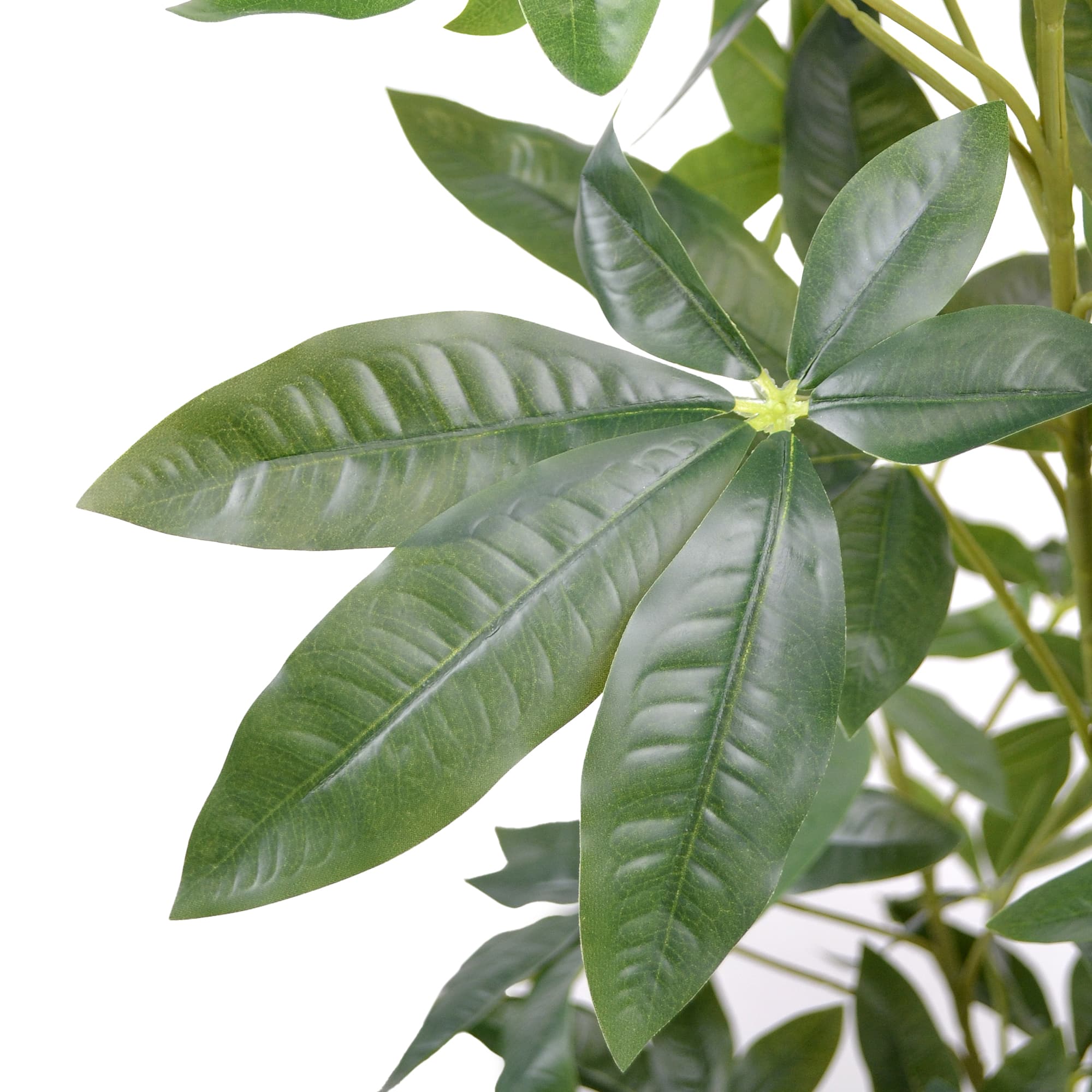 Arbore Pachira Glabra