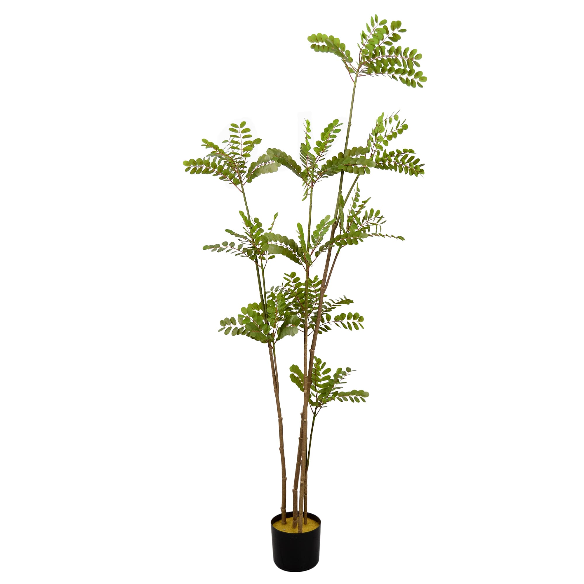 Cumpara  Decor - Arbore Phyllanthus Emblica..