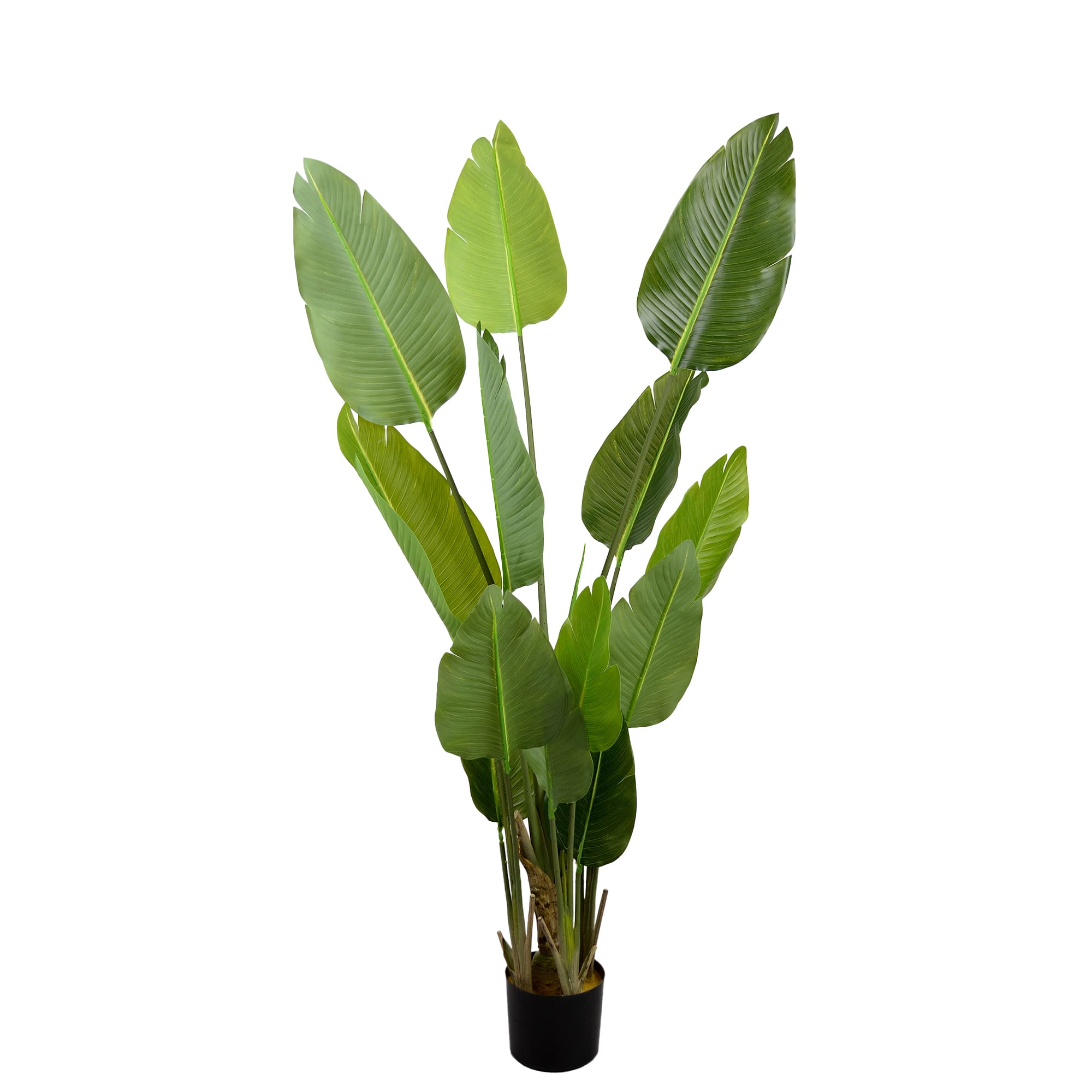 Cumpara  Decor - Arborele Strelitzia 170 cm..