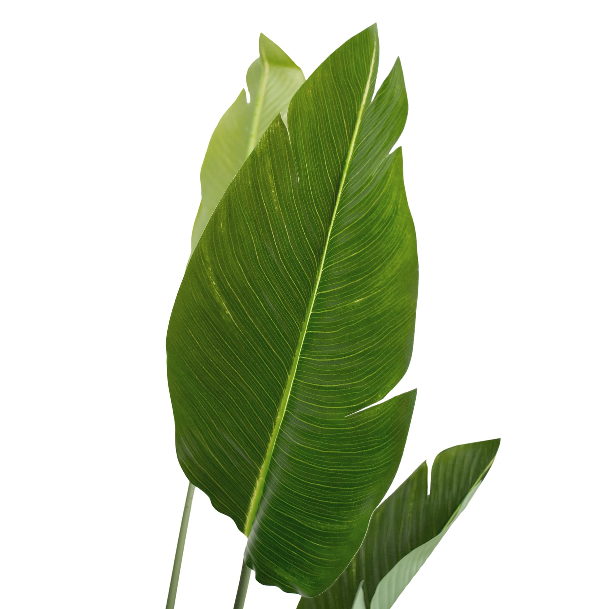 Arborele Strelitzia 170 cm