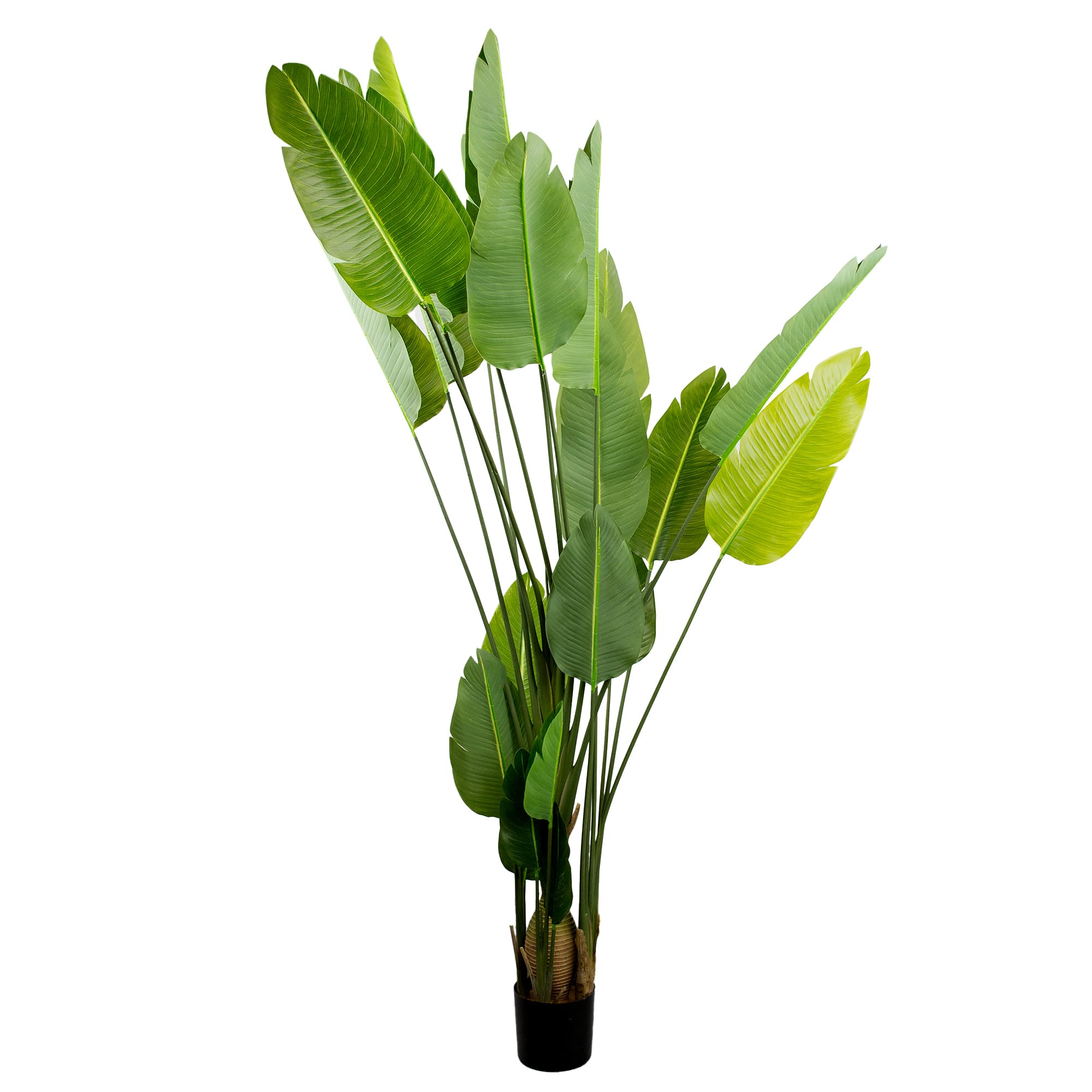 Cumpara  Decor - Arborele Strelitzia 250 cm..