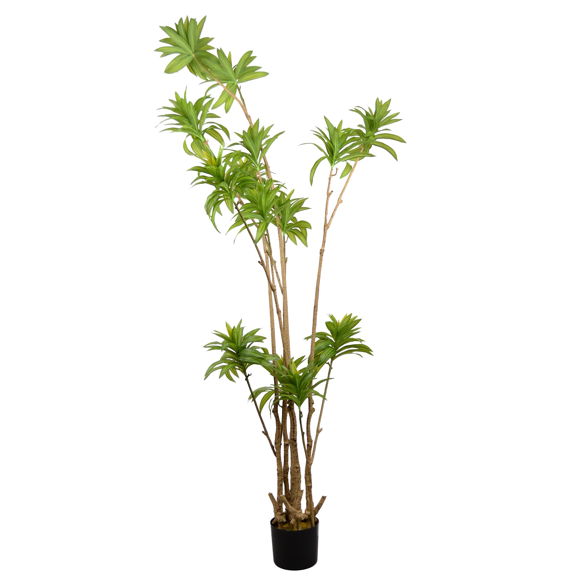 Cumpara  Decor - Arbore Dracaena Reflexa..