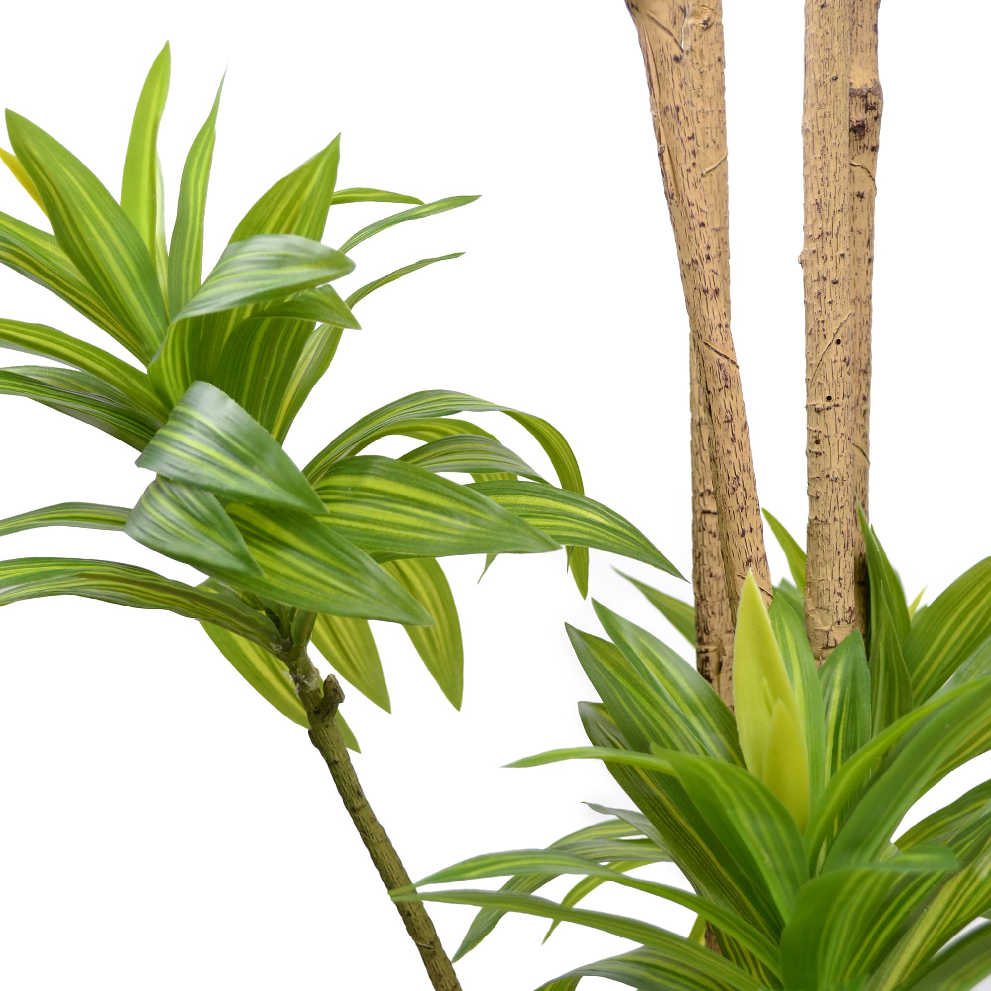 Arbore Dracaena Reflexa