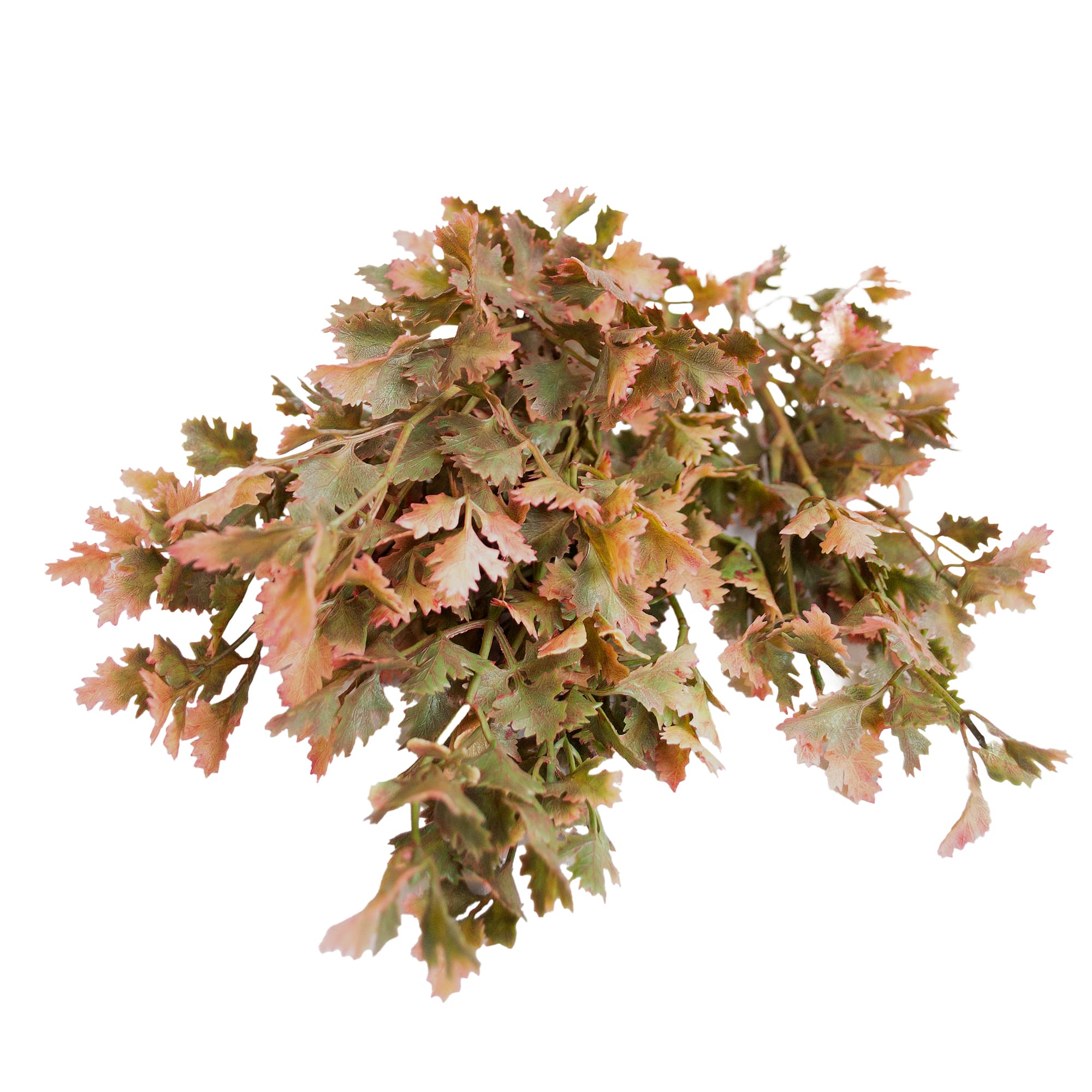 Arbust decorativ de Toamna