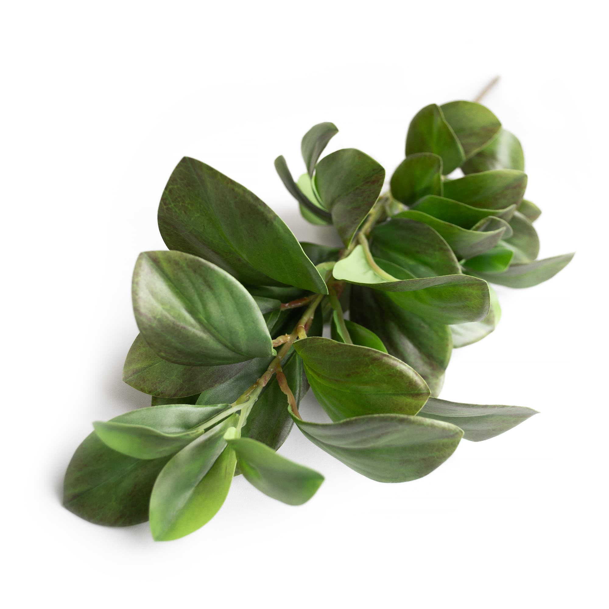 Cumpara  Mobilier - Ramura decorativa Peperomia..