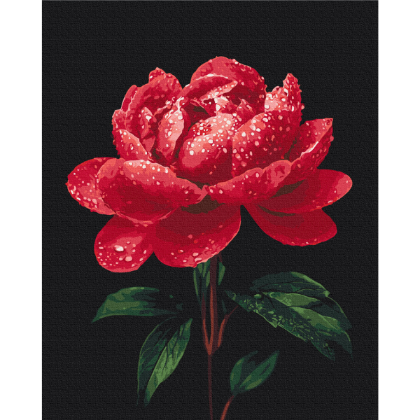 Pictură pe numere 40×50 (în cutie) – Bujori în strălucirea rouăi