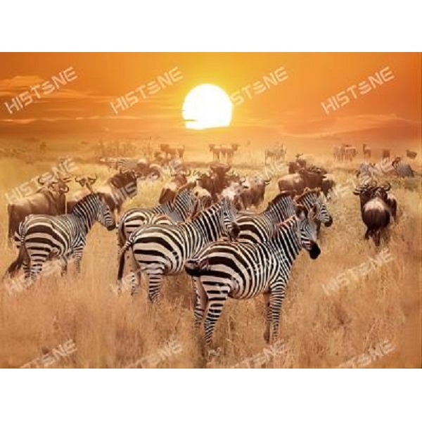 Cumpara  Picturi prin numere - Diamond mosaic Zebre (50*65)..