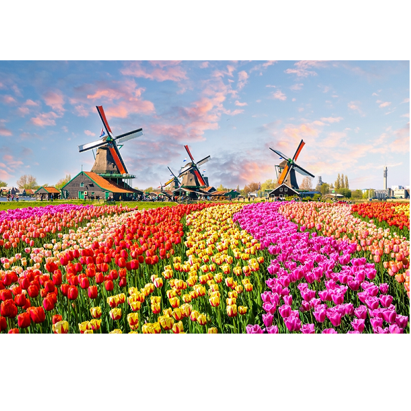 Набор для рисования по номерам Тюльпаны (50*65)