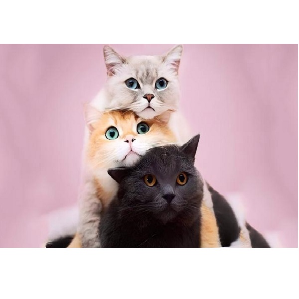 Алмазная мозаика Кошки (20*30)