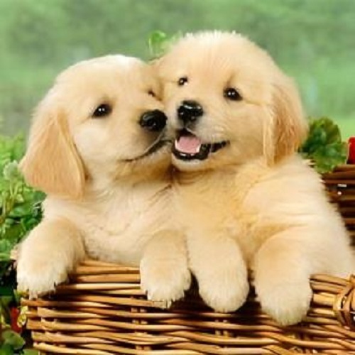 Diamond mosaic Caini (20*30)