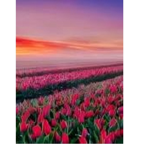 Алмазная мозаика Тюльпаны (30*40)