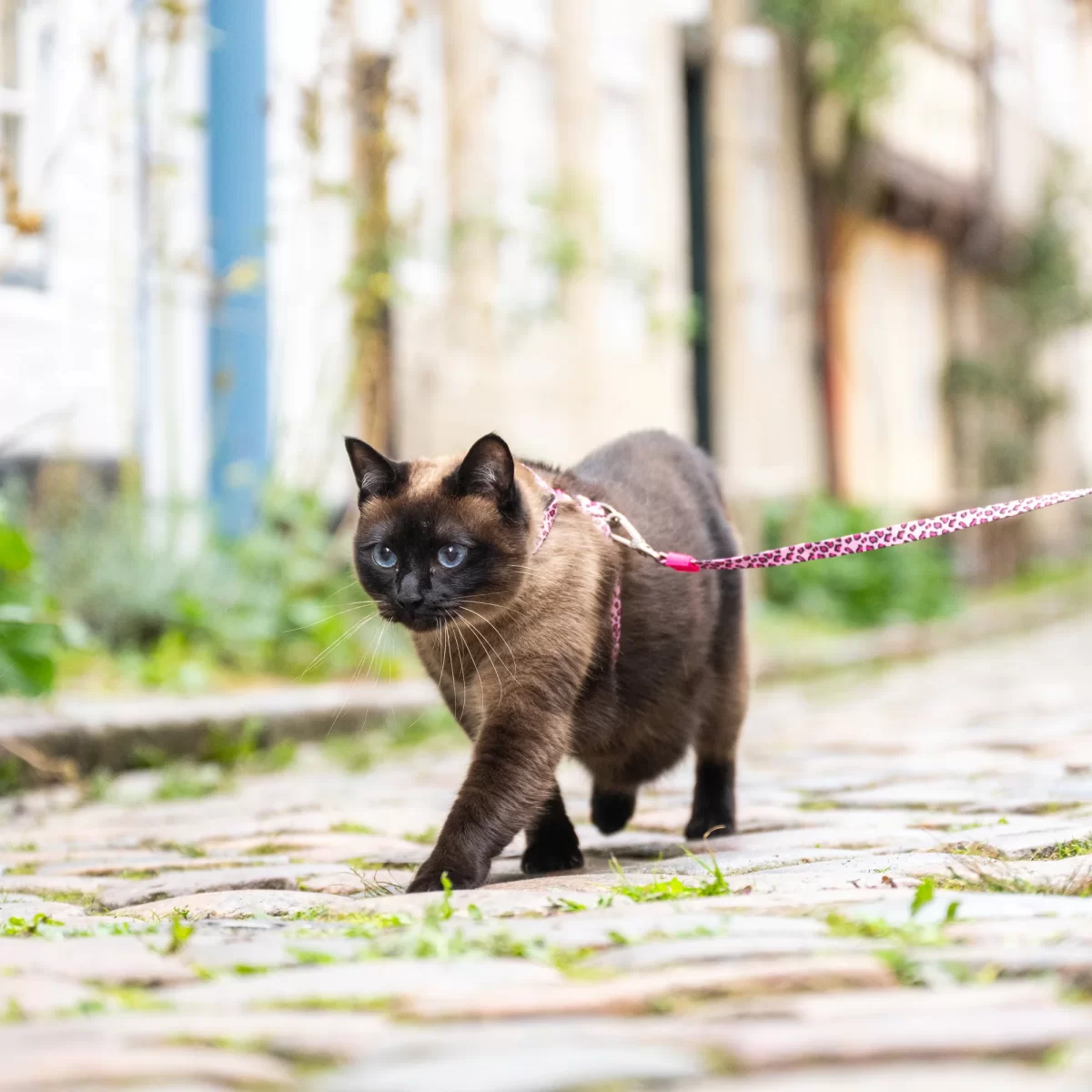 MAX & MOLLY ham + lesă pentru pisici Pisica Leopard Roz