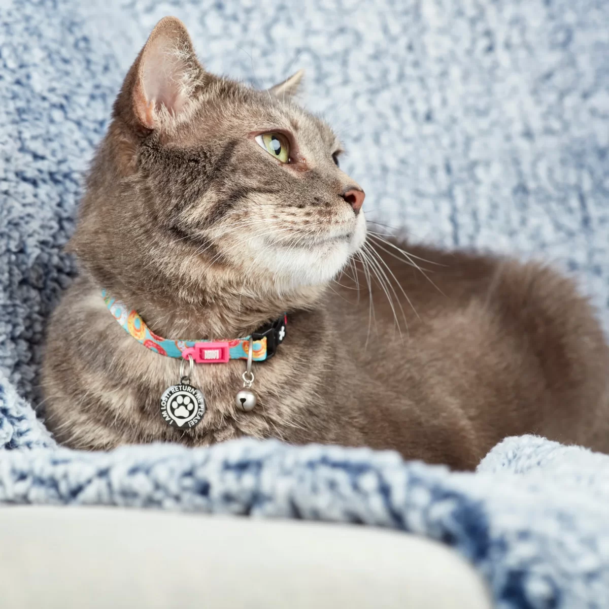 MAX & MOLLY ошейник для кошек Smart ID Cat Donuts