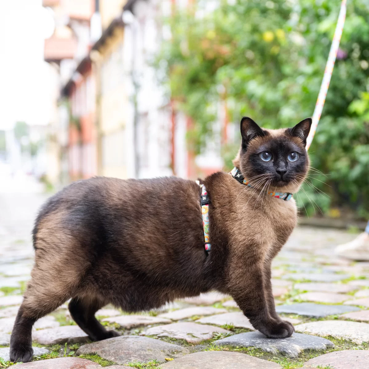 MAX & MOLLY ham + lesă pentru pisici Cat Donuts