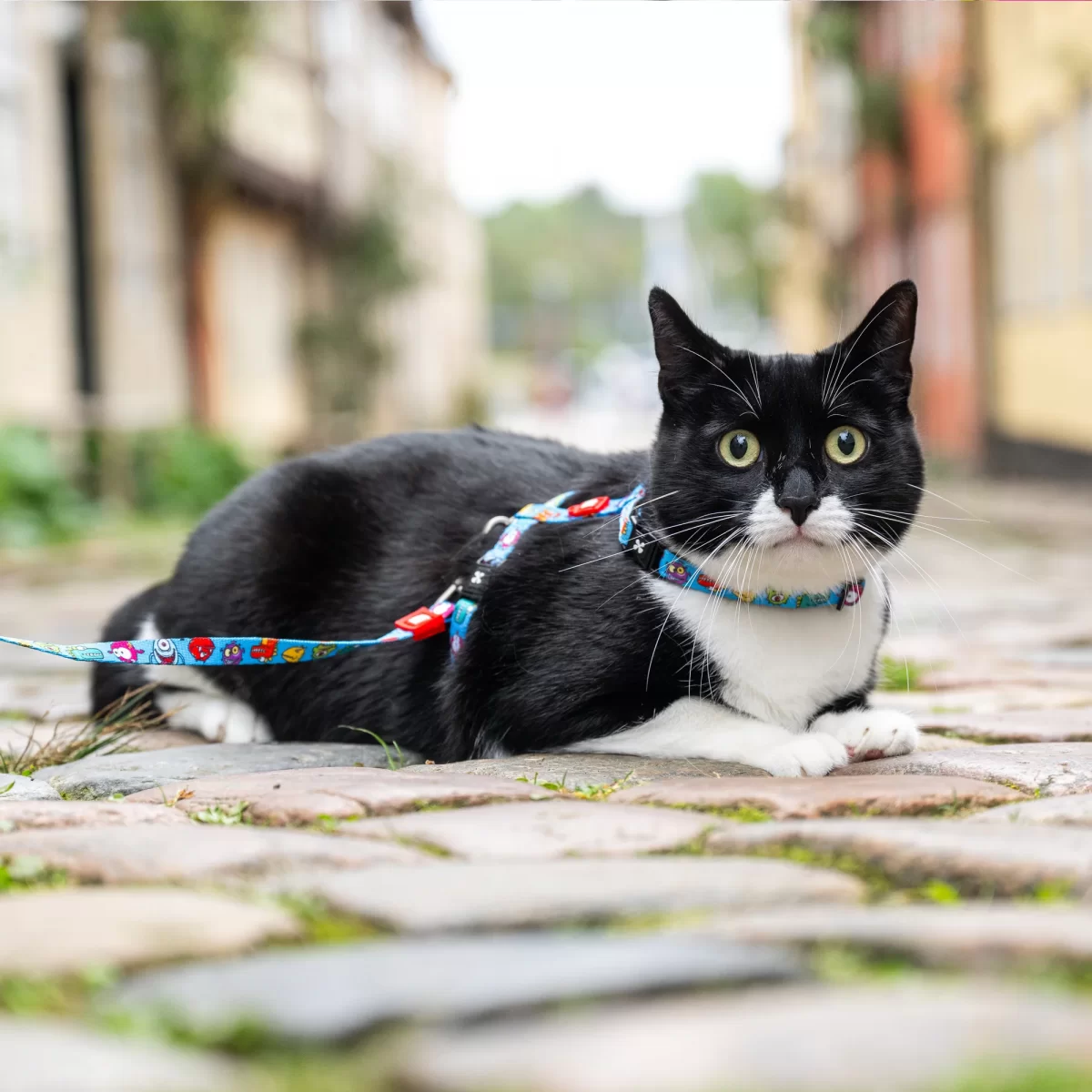 MAX & MOLLY ham + lesă pentru pisici Cat Little Monsters