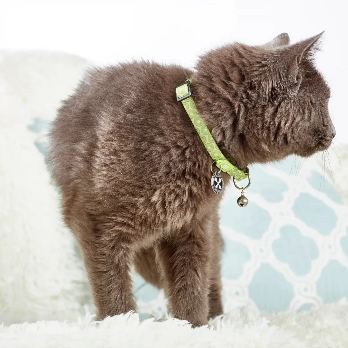 MAX & MOLLY ошейник для кошек Smart ID Cat Kiwi