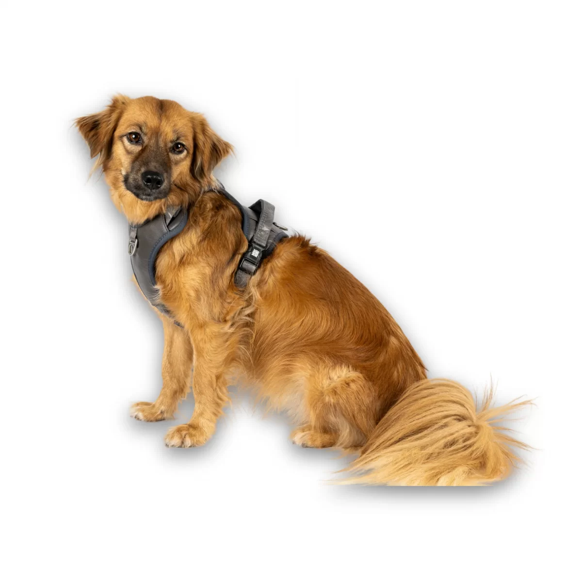 MAX & MOLLY Шлейка Sport  – Matrix 2.0 Stone XL