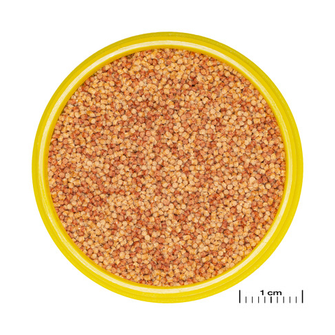 JBL PRONOVO COLOR GRANO
