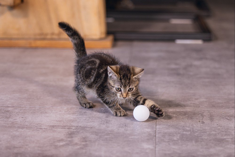 BEEZTEES мячик для кошек Ping Pong 4х