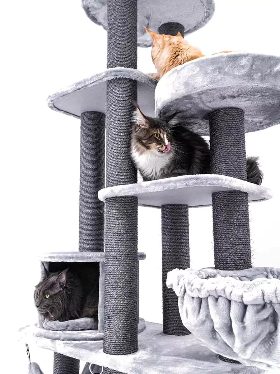 PETREBELS Lucky Bastards Scenic View 197 Grey