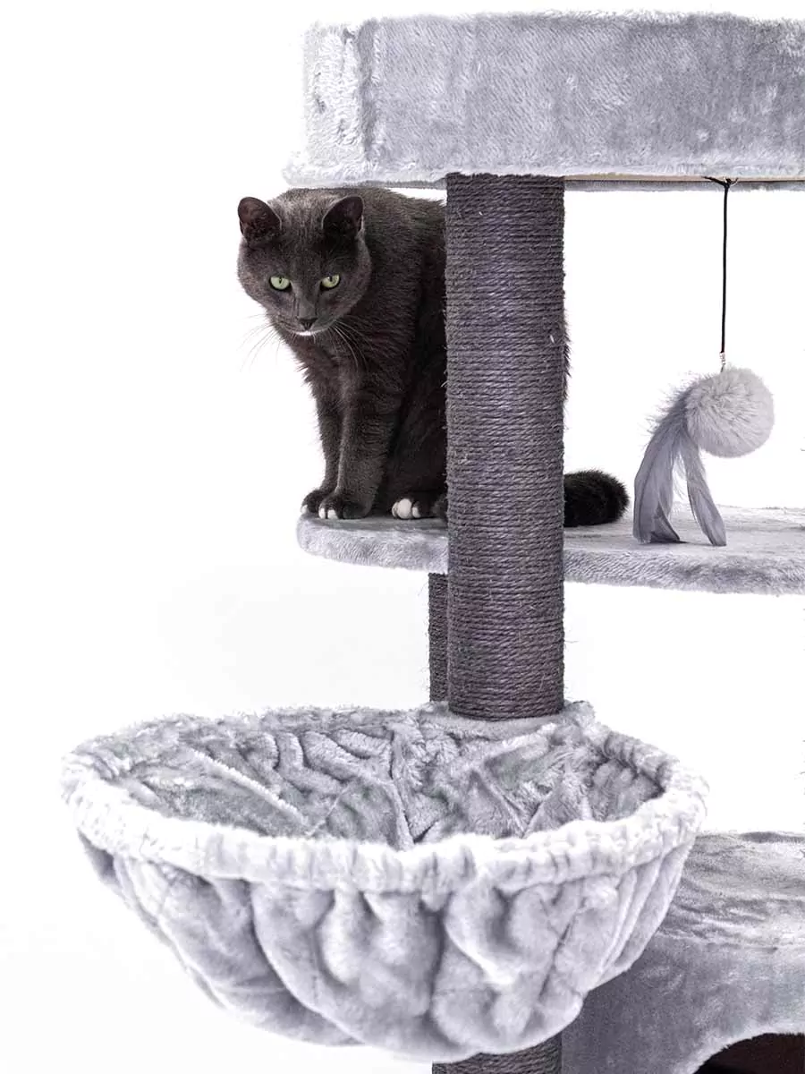 PETREBELS KINGS & QUEENS Charlotte 134 Grey