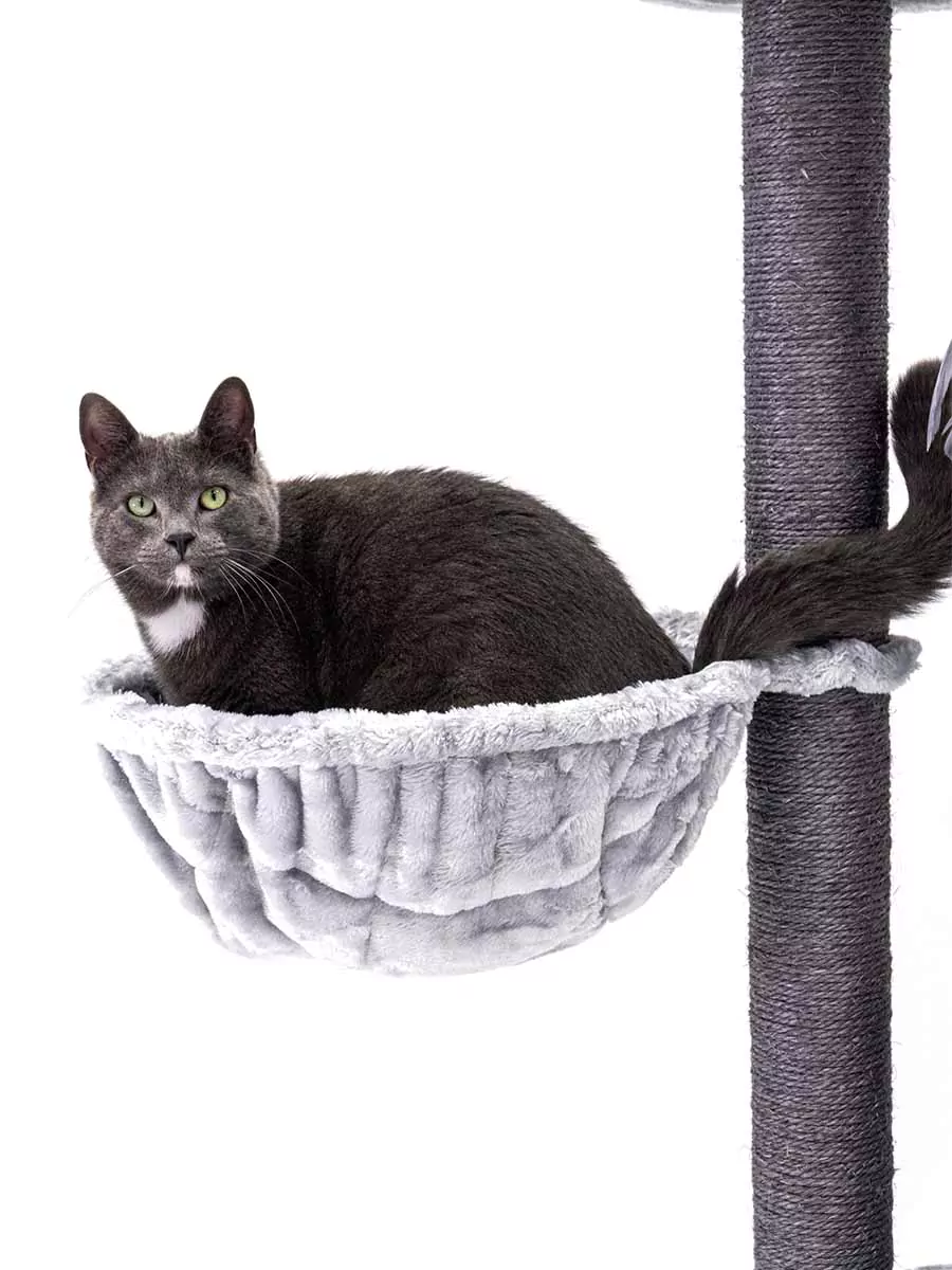 PETREBELS KINGS & QUEENS Charlotte 134 Grey