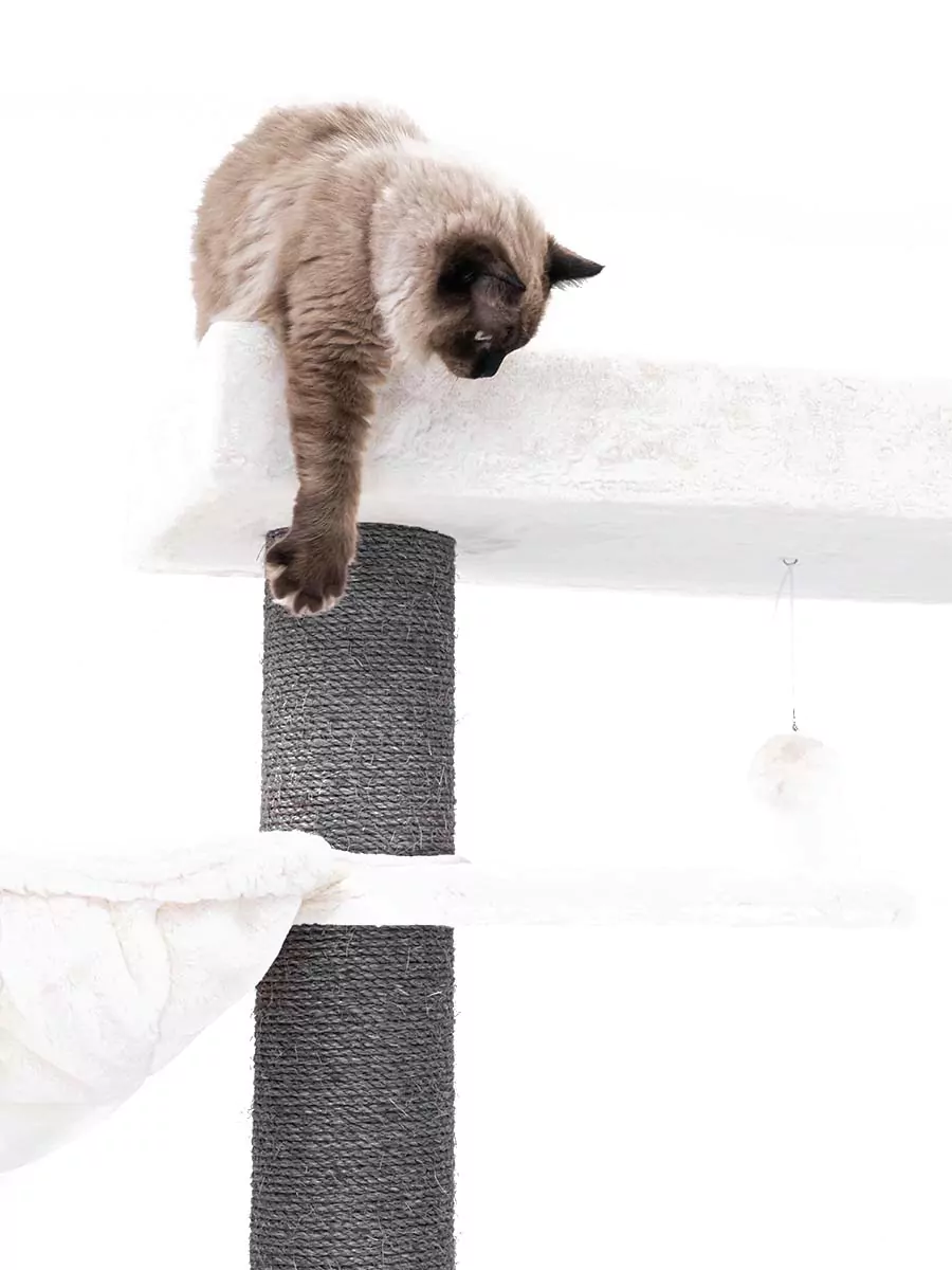 PETREBELS Lucky Bastards Lookout 198 OFF White