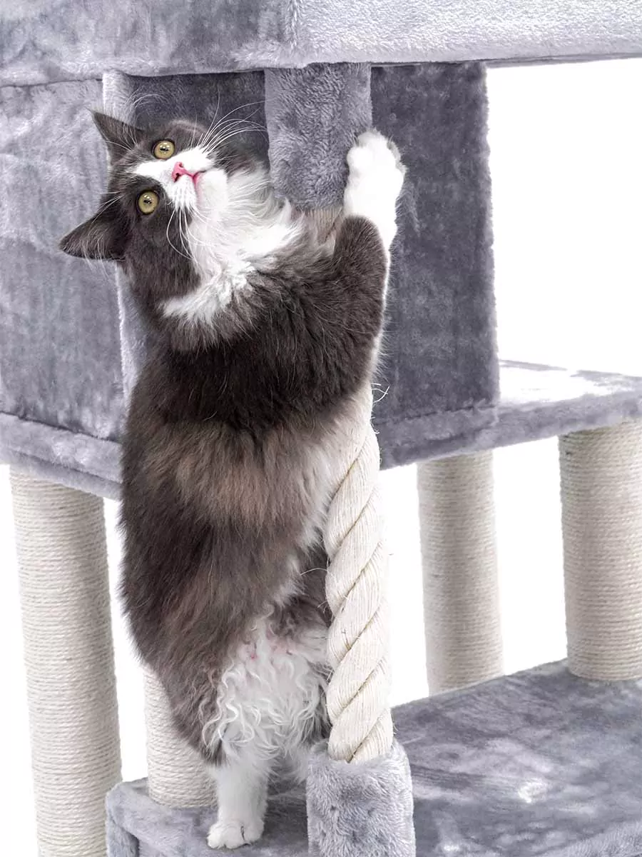 PETREBELS SWEET PETIT Lodge 107 Grey