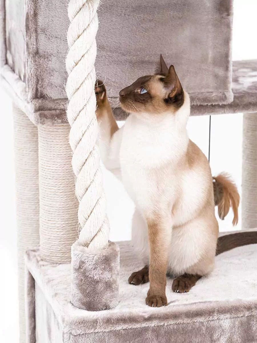 PETREBELS SWEET PETIT Lodge 107 Cappuccino
