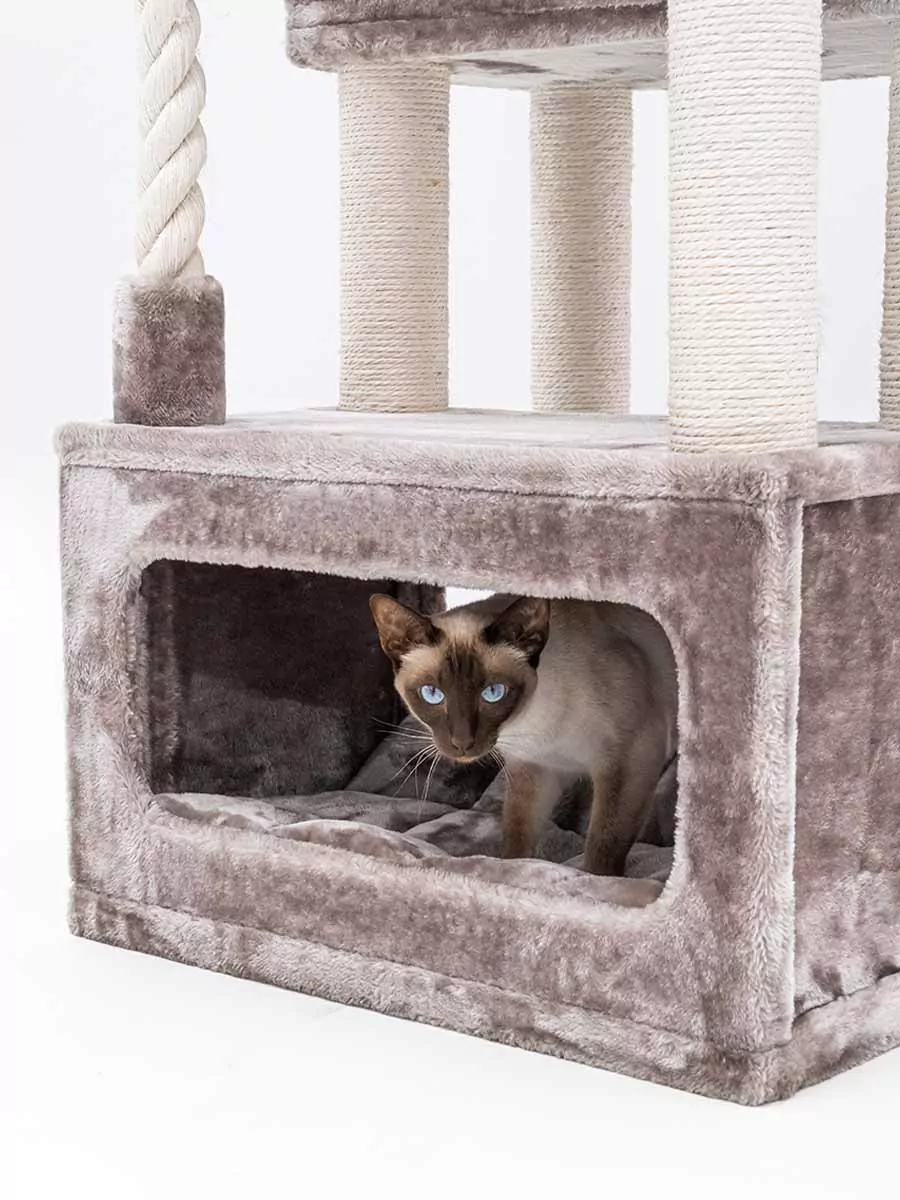 PETREBELS SWEET PETIT Lodge 107 Cappuccino
