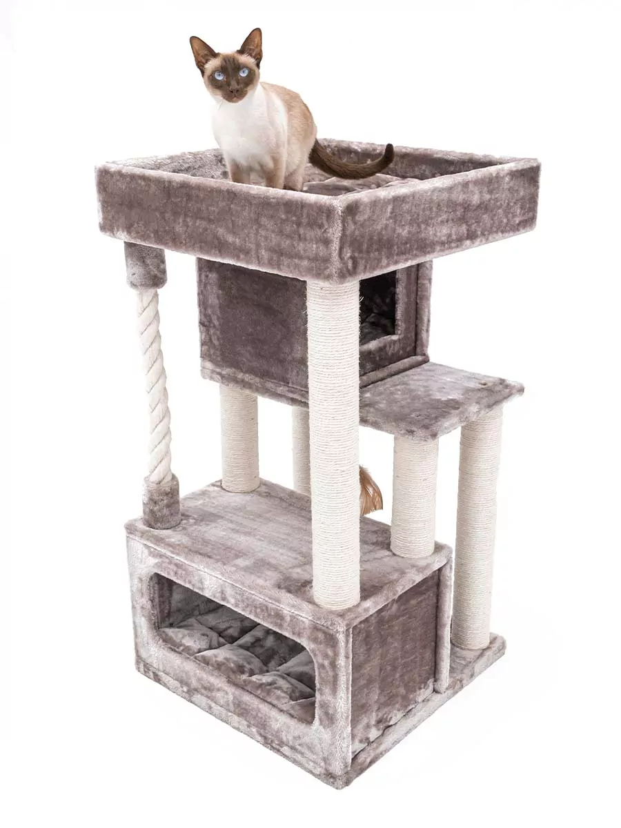 PETREBELS SWEET PETIT Lodge 107 Cappuccino