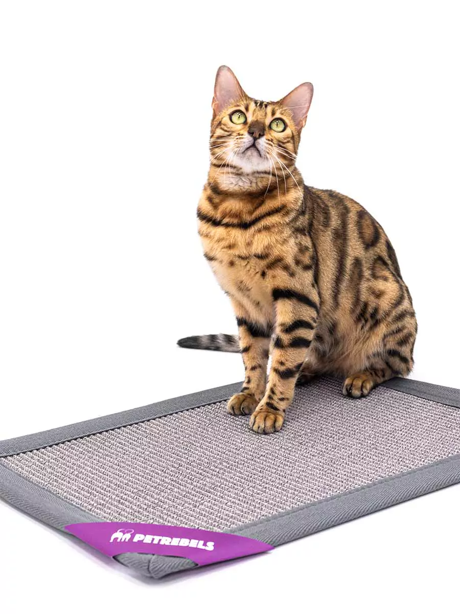PETREBELS More Mastermat 60 Grey