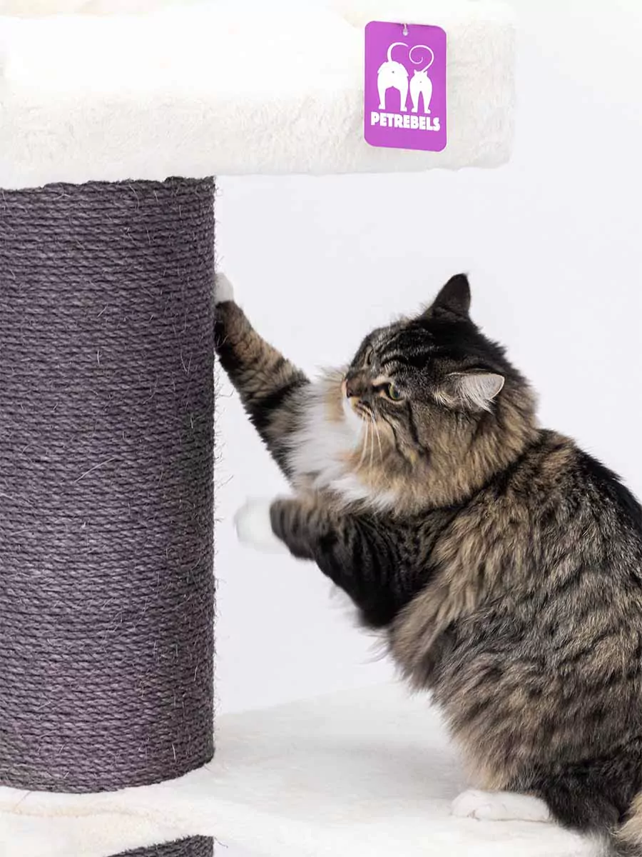 PETREBELS The Rebels Maine Coon 117 OFF White
