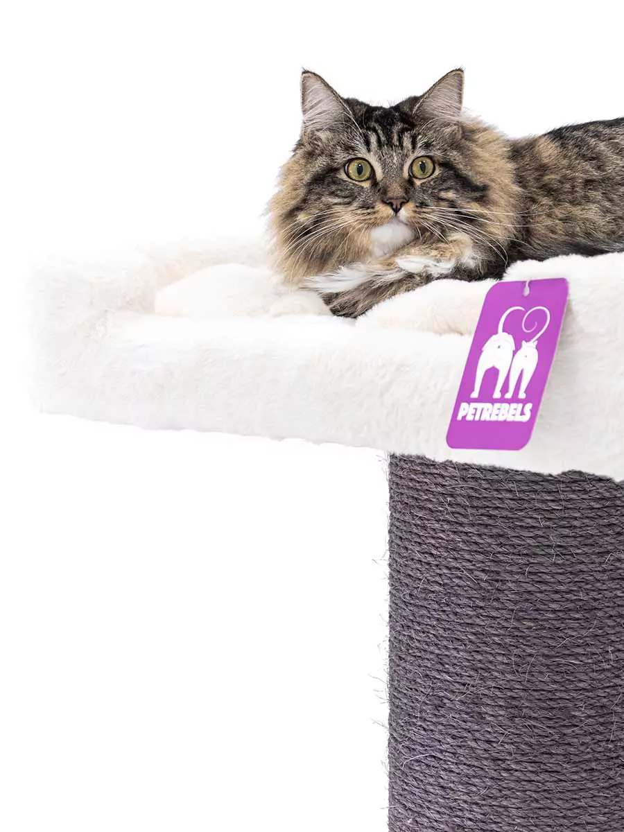 PETREBELS The Rebels Maine Coon 117 OFF White