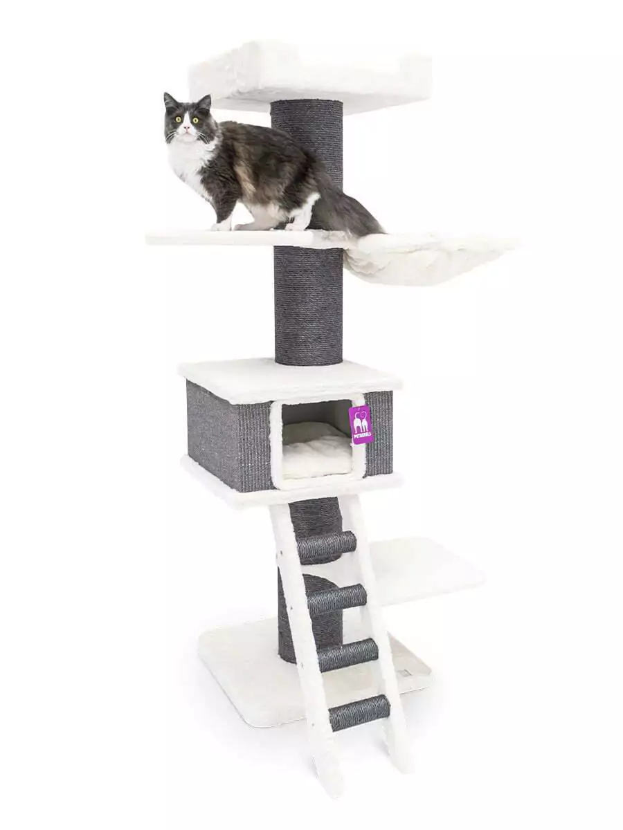 PETREBELS The Rebels Ragdoll 180 OF..