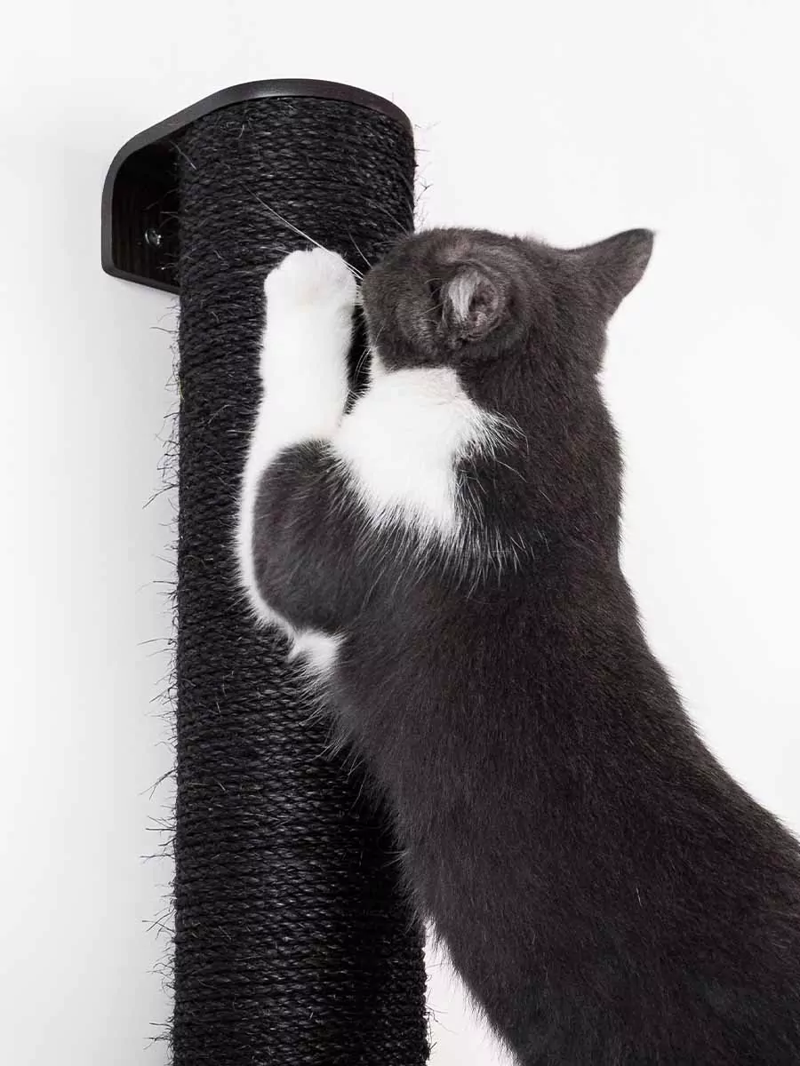 PETREBELS WALL of REBELS Climb 1560 – set Wenge