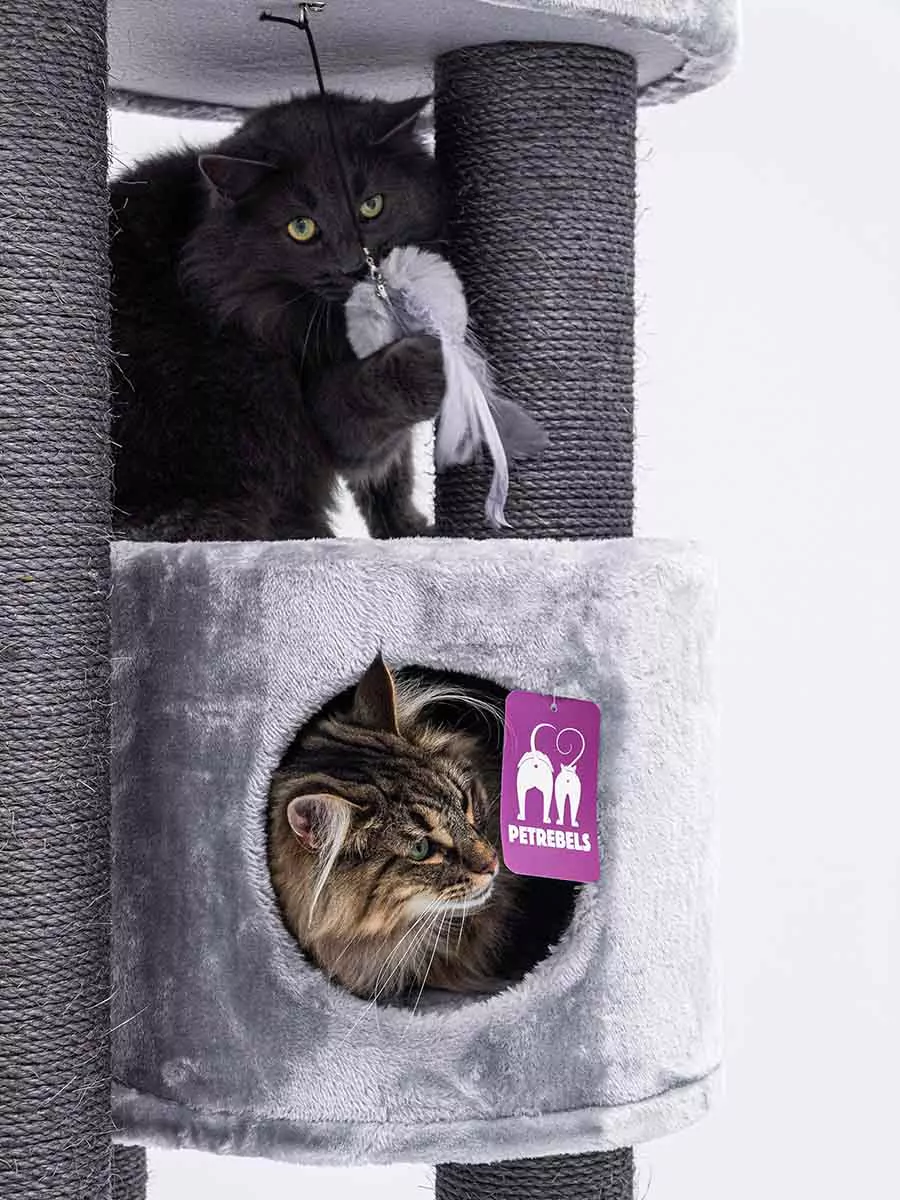 PETREBELS More FUNKY REBELS 3X Grey