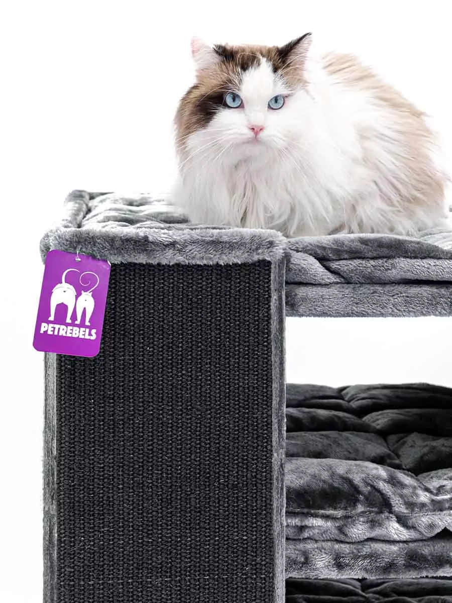 PETREBELS CHAMPIONS Only Pillar 117 Cappuccino