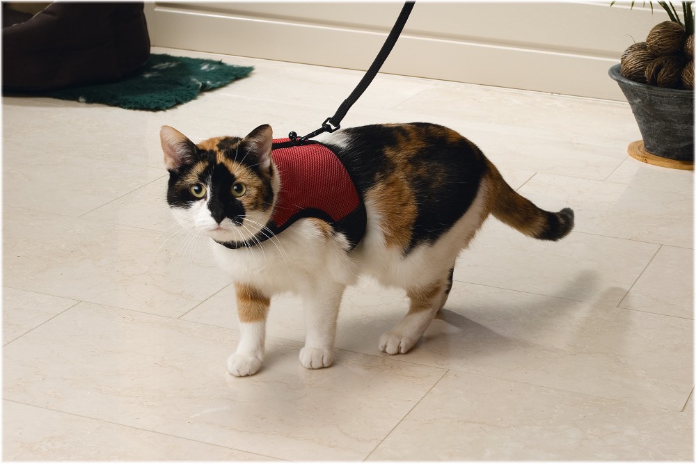 BEEZTEES ham pentru pisici COMFORT