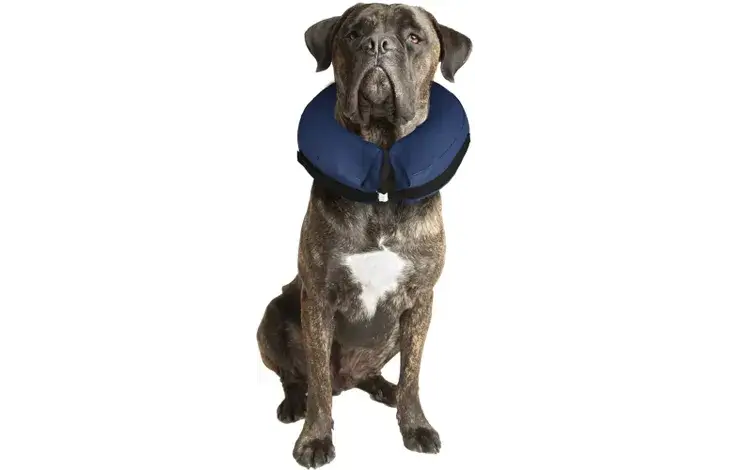 FLAMINGO zgardă de protecție pentru câini DOGS GOFI XL