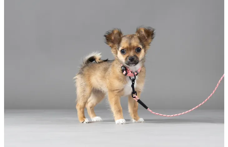 Поводок нейлон. PUPPY DOLLY PINK 5m 4mm