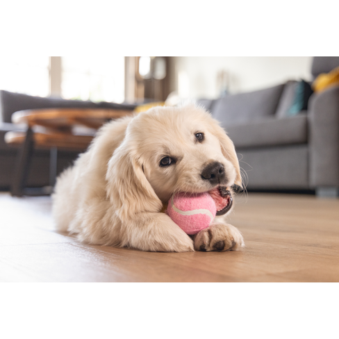 BEEZTEES jucărie pentru căței Tennis Ball Multy 3pcs