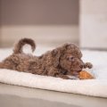 BEEZTEES резиновый мяч PUPPY BALL DENISE 6cm