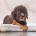 BEEZTEES резиновый мяч PUPPY DENTAL BONE NENS 11cm