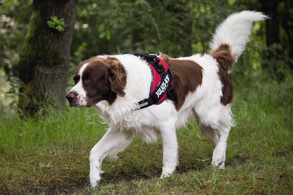 BEEZTEES Шлейка K9 IDC Powerharness Size 1 RED 63-85