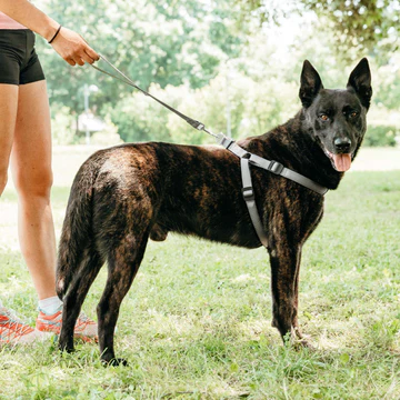 Ferplast Ham DAYTONA P LARGE gri închis