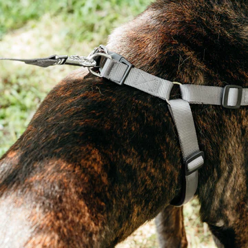 Ferplast Ham DAYTONA P LARGE gri închis