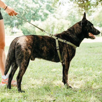 Ferplast Шлейка DAYTONA P LARGE оливковая